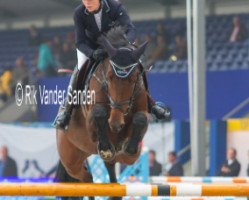 jumper Chincana P (Oldenburg show jumper, 2007, from Indoctro)