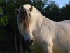 broodmare Irina of stal Valentin (Fjord Horse, 2007, from Kollistaen N.2667)