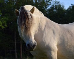 broodmare Irina of stal Valentin (Fjord Horse, 2007, from Kollistaen N.2667)