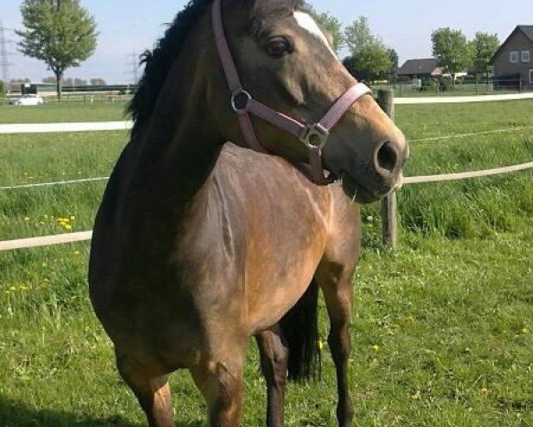 broodmare Very Cool (German Riding Pony, 2005, from Veneciano)