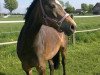 broodmare Very Cool (German Riding Pony, 2005, from Veneciano)