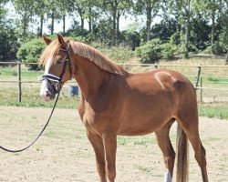 jumper Tadmus' Luigi VdB (KWPN (Royal Dutch Sporthorse), 2016, from Tadmus)