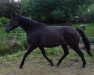 broodmare Paddy (Trakehner, 2003, from Epernay)