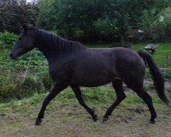 broodmare Paddy (Trakehner, 2003, from Epernay)