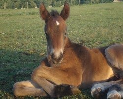 horse Quincey (Brabant/Belgian draft horse, 2011)