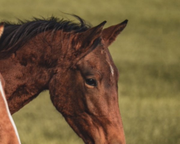 dressage horse Q** (Austrian Warmblood, 2019, from DSP Quasi Gold Md)