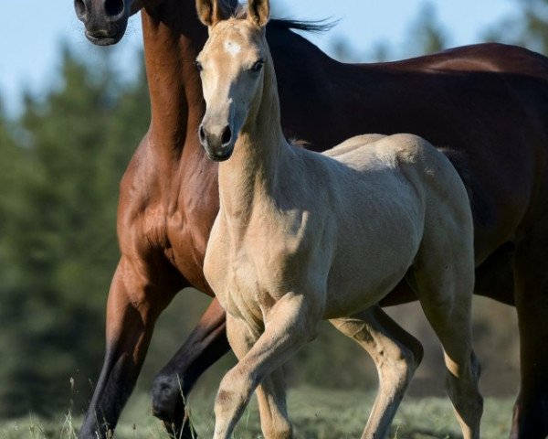 broodmare Freude (Austrian Warmblood, 2017, from Weissgold GF)