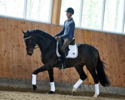 dressage horse Bon Voyage 34 (Hanoverian, 2012, from Bonard de Charry)