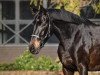 dressage horse Fiamara (Westphalian, 2017, from Fürst von Soest)