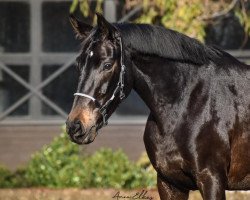 dressage horse Fiamara (Westphalian, 2017, from Fürst von Soest)