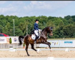 dressage horse Figaro H (Rhinelander, 2004, from Fidermark)