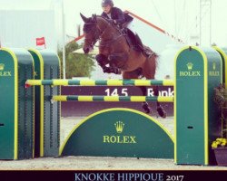 jumper Care For Love (Swedish Warmblood, 2008, from VDL Cardento 933)