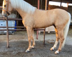 horse Morante (Lusitano,  )