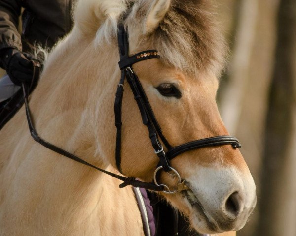 Pferd Emmely (Fjordpferd, 2012, von Edwin)