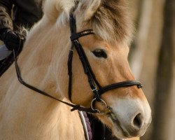 horse Emmely (Fjord Horse, 2012, from Edwin)