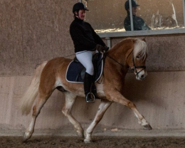 stallion Artista-R (Aveligneser / Italian Haflinger, 2011, from Andrey 3)