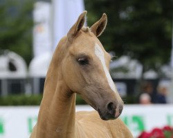 dressage horse Dragonheart 45 (Westphalian, 2017, from Duvalier 21)