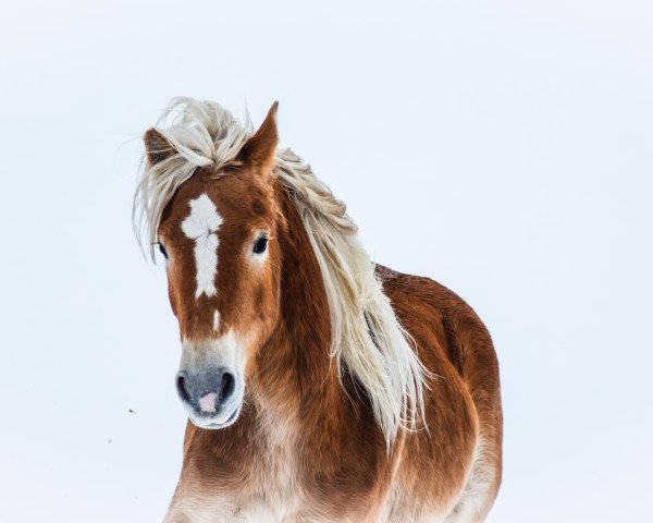 broodmare Bianca (Aveligneser / Italian Haflinger, 2019, from Artista-R)