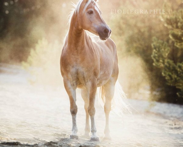 broodmare Honey Moon (Edelbluthaflinger, 2012, from Wildgeist (6,64% ox))