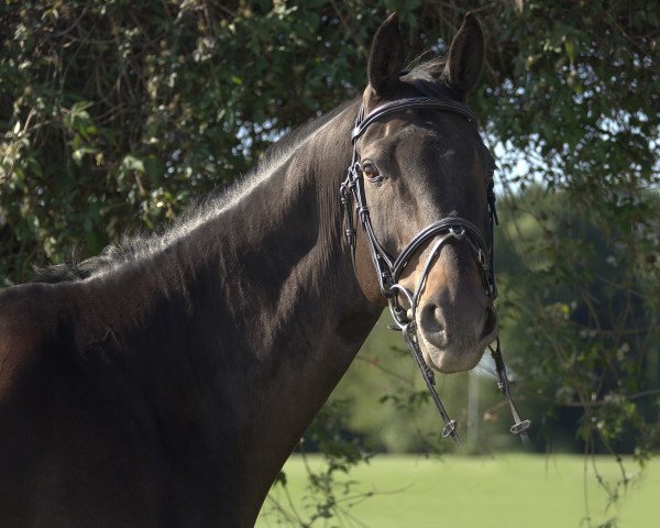 Springpferd Coronation (Holsteiner, 2008, von Carentan)