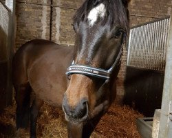 dressage horse Benino (German Sport Horse, 2016, from Belissimo NRW)