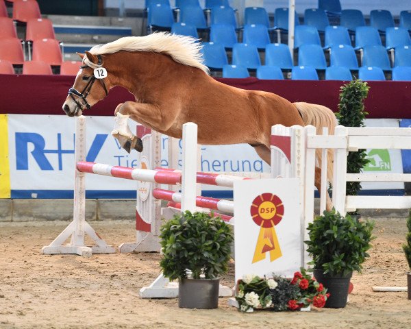 stallion Sunny-Boy (Edelbluthaflinger, 2017, from Souvenier 10 (6,25% ox))