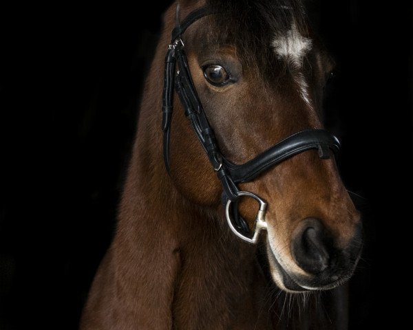 Springpferd Theoden de Salles Sud (Connemara-Pony, 2007, von Baurisheen King)