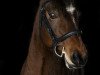 jumper Theoden de Salles Sud (Connemara Pony, 2007, from Baurisheen King)