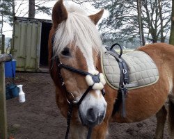 Pferd Hank (Haflinger, 2001)