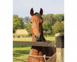 dressage horse Feines Lieschen (Westphalian, 2018, from Fürsten Time)