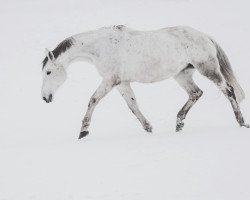 Springpferd Cantura H (Holsteiner, 2007, von Canturo)