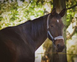 broodmare Contess (German Sport Horse, 2001, from Nocturno)