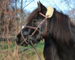 Pferd Aramis (Isländer-Mix, 2011)