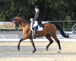 dressage horse Goldoni Go (Trakehner, 2004, from Bel Espace Go)