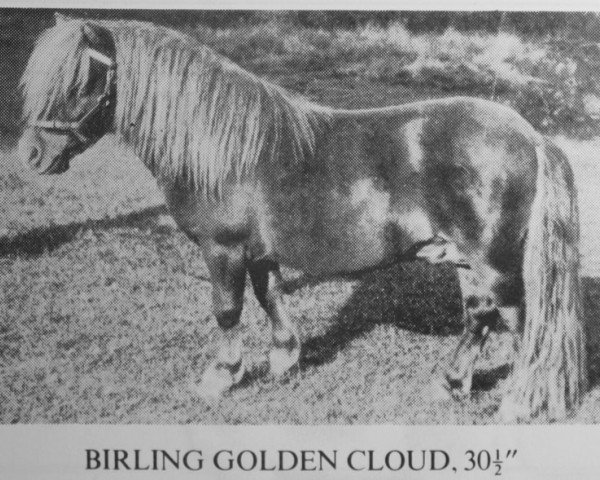 Deckhengst Birling Golden Cloud (Shetland Pony (unter 87 cm), 1976, von Fandango of Wetherden)