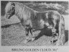 stallion Birling Golden Cloud (Shetland pony (under 87 cm), 1976, from Fandango of Wetherden)