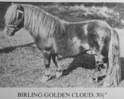 stallion Birling Golden Cloud (Shetland pony (under 87 cm), 1976, from Fandango of Wetherden)