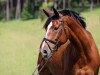 Dressurpferd Hokuspokus Fidibus (Trakehner, 2010, von Münchhausen)