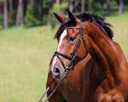 dressage horse Hokuspokus Fidibus (Trakehner, 2010, from Münchhausen)