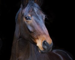 dressage horse Dantano's Diamond (Westphalian, 2015, from Dantano)