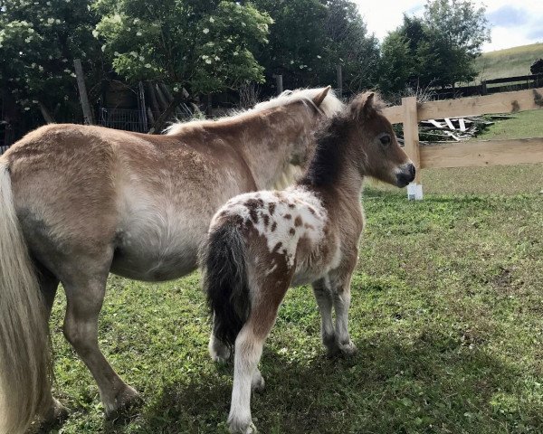 Pferd KM Balerion Tully of Kingsmountain (Shetland Pony (unter 87 cm), 2020, von Bente)