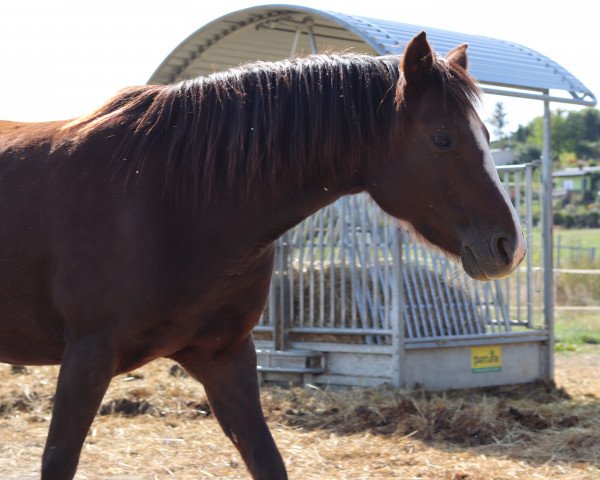 broodmare Madonja (German Riding Pony, 2011, from Dutchman's Lord)