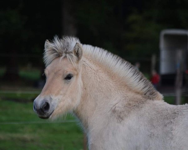 Pferd Walenka van de Bilterhoeve (Fjordpferd, 2020, von Kastanjegårdens Hannibal)