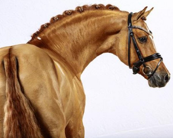 dressage horse Dimension AT (German Riding Pony, 2008, from Donchester)