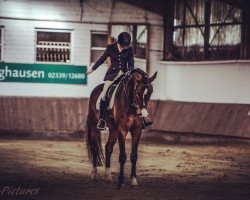 dressage horse Ronmiel (Westphalian, 2010, from Riccio)