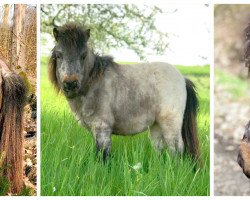 Zuchtstute Venecia von Finkstone (Shetland Pony (unter 87 cm), 2018, von Liscombepark Rupert)