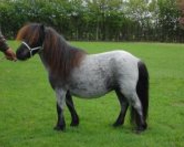 Zuchtstute Velvet Mkike v. d. ganzeboom (Shetland Pony (unter 87 cm),  , von Urban van Ons Genoegen)