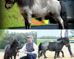 stallion Liscombepark Rupert (Shetland pony (under 87 cm), 2012, from Kerswell Sinbad)