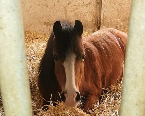 horse Fleetwood Ley Polyanna (Welsh mountain pony (SEK.A), 2007, from Napoli)