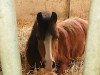 horse Fleetwood Ley Polyanna (Welsh mountain pony (SEK.A), 2007, from Napoli)